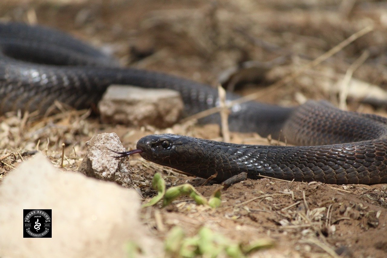 Wildlife Rescue / Snake Catcher Jaipur Rajasthan