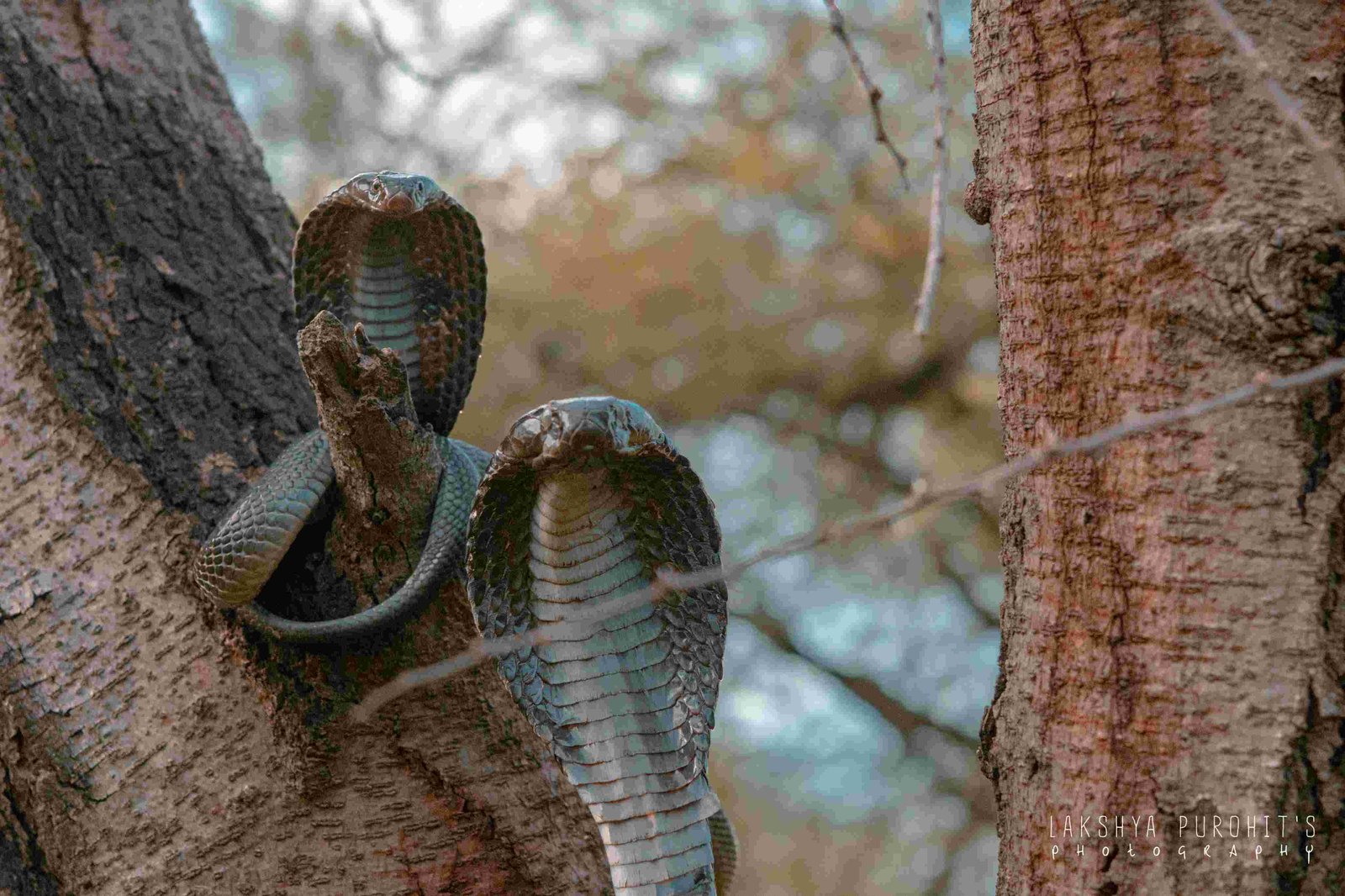 Wildlife Rescue / Snake Catcher Jaipur Rajasthan