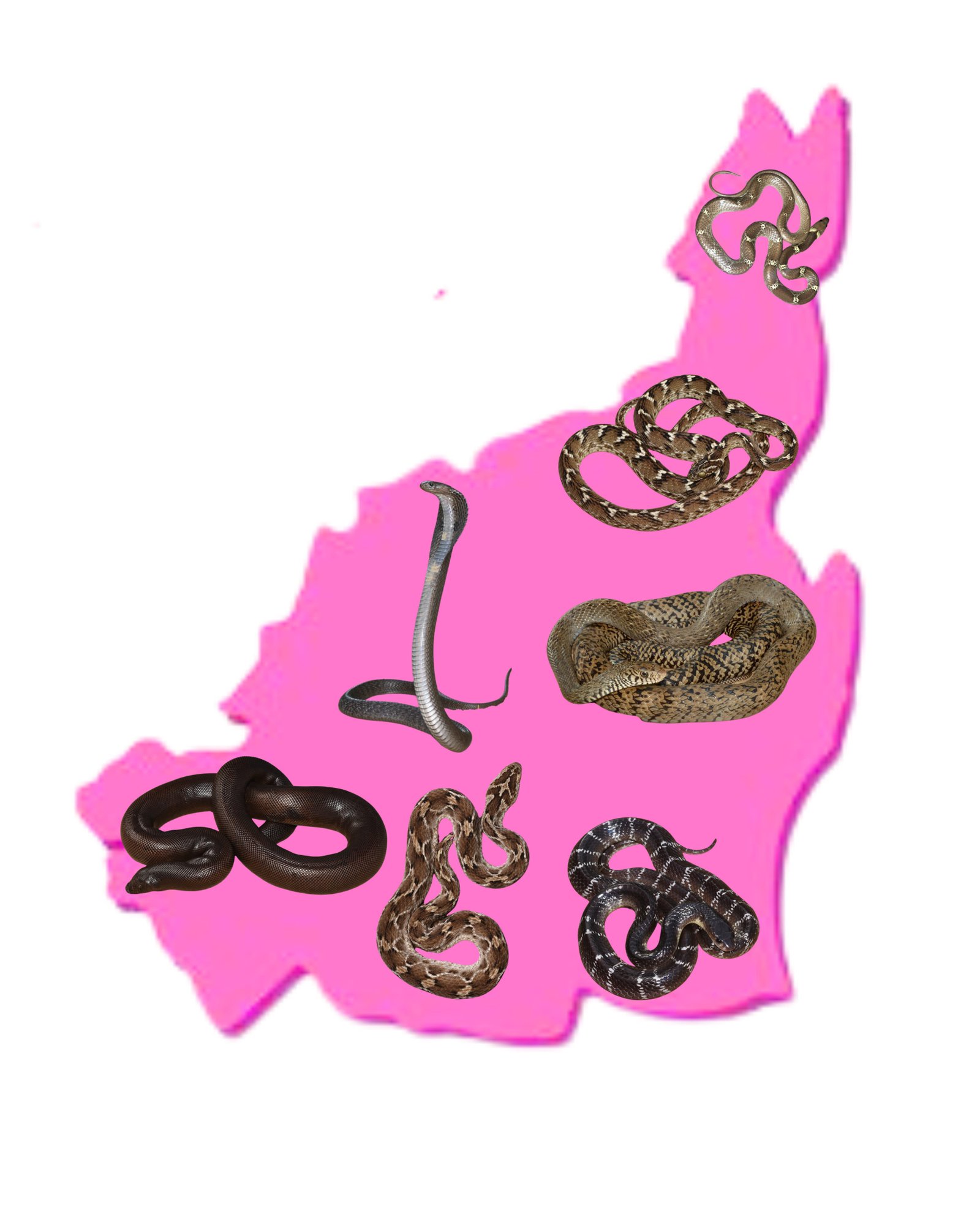 Wildlife Rescue / Snake Catcher Jaipur Rajasthan