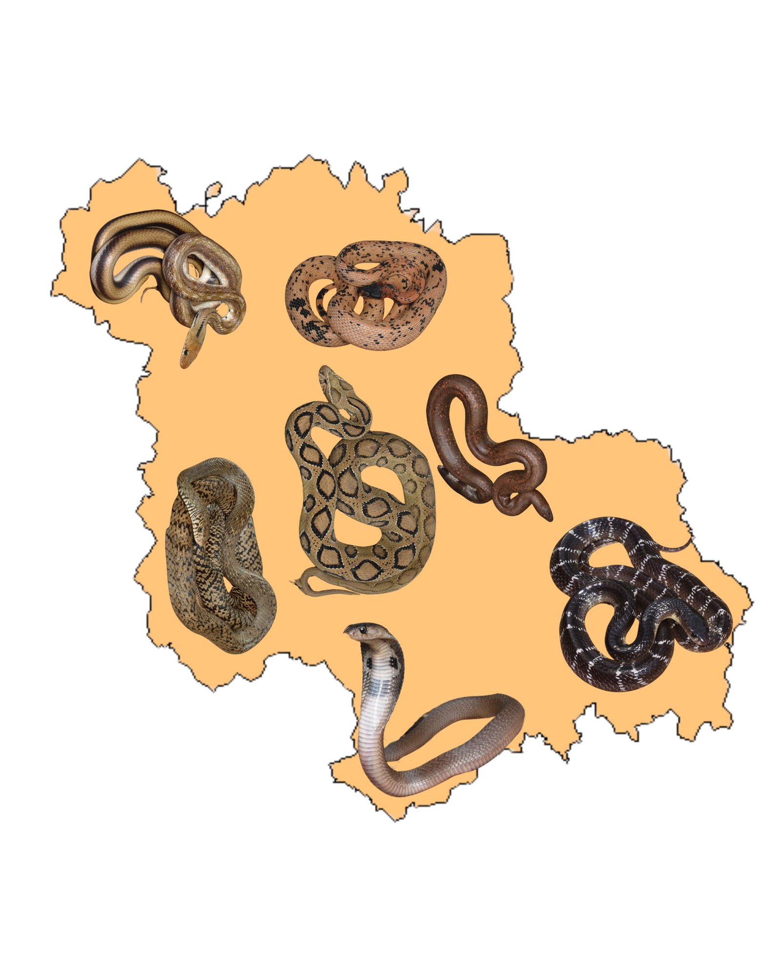 Wildlife Rescue / Snake Catcher Jaipur Rajasthan