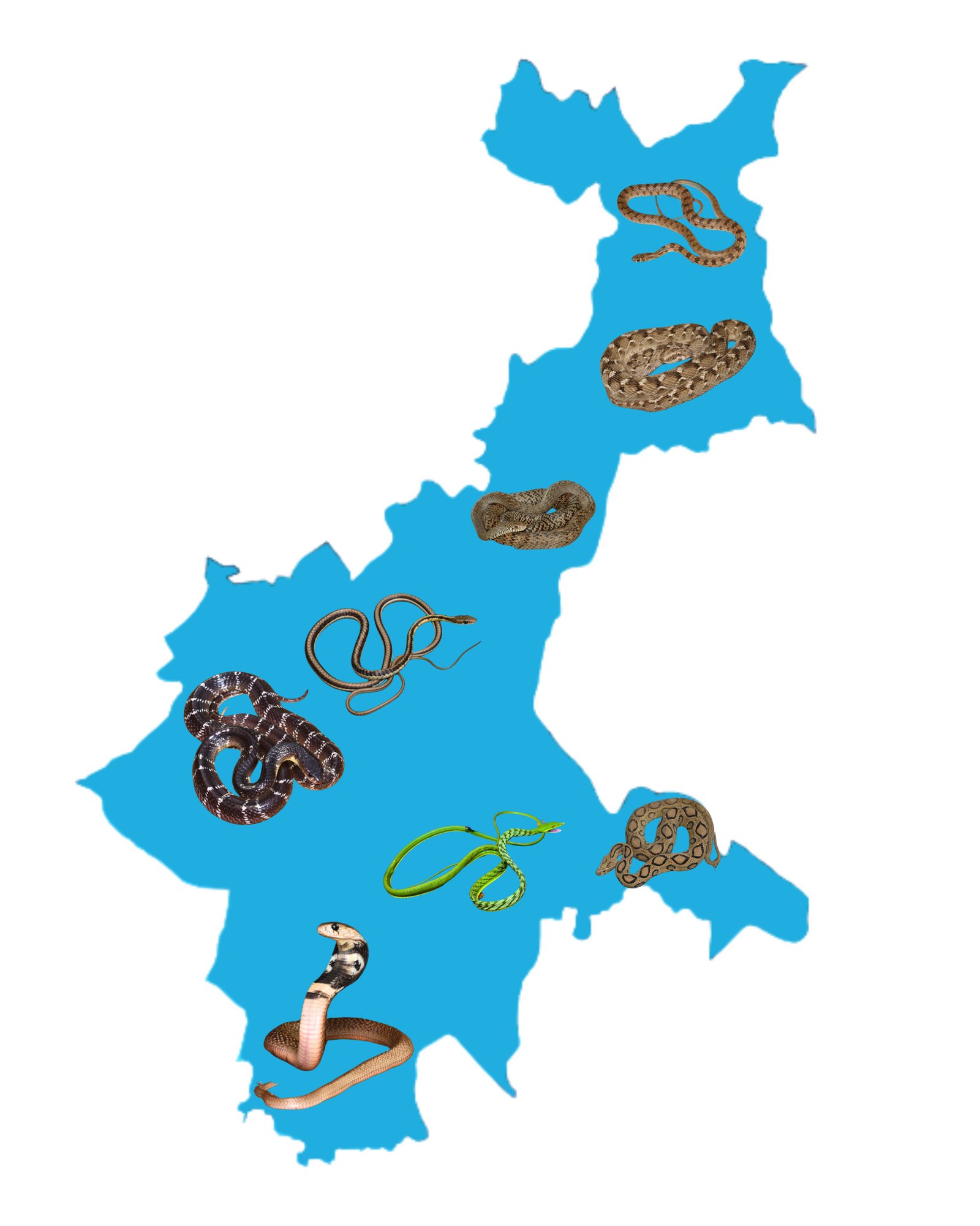 Wildlife Rescue / Snake Catcher Jaipur Rajasthan